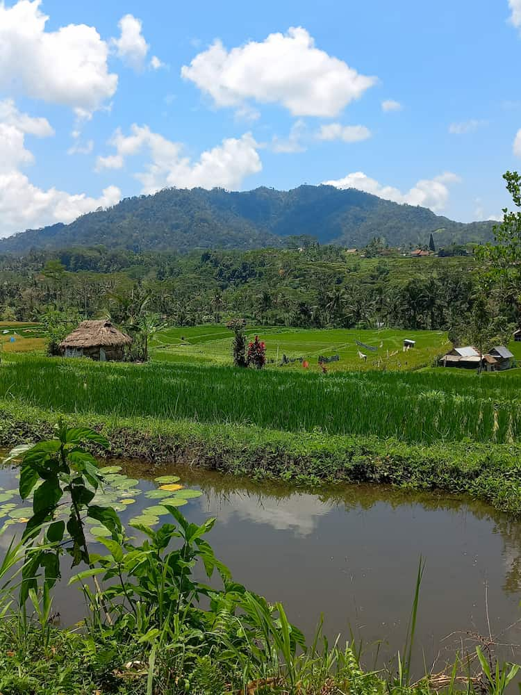 Risaie viste dalla passeggiata Sangkan Gunung - Sidemen Bali